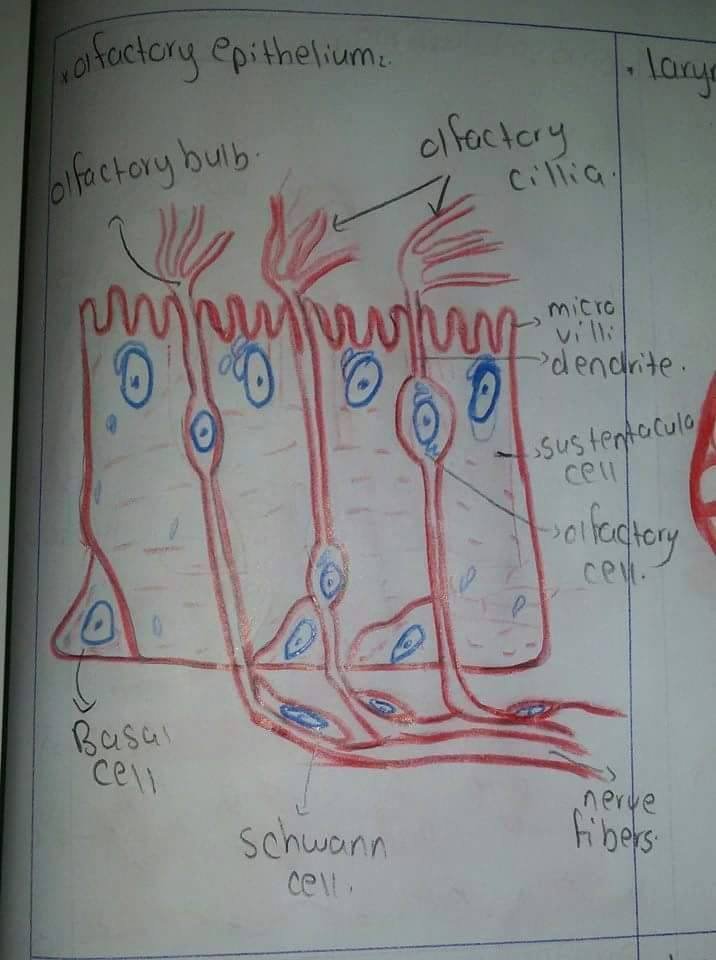 11041765_400917563402513_2773647047322049467_n