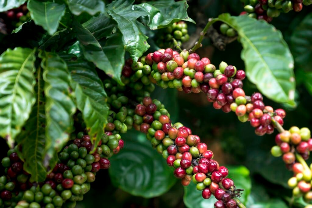Ripe coffee cherries on the branch