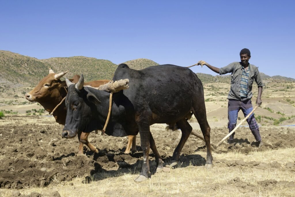 Farmer ploughing with oxen
